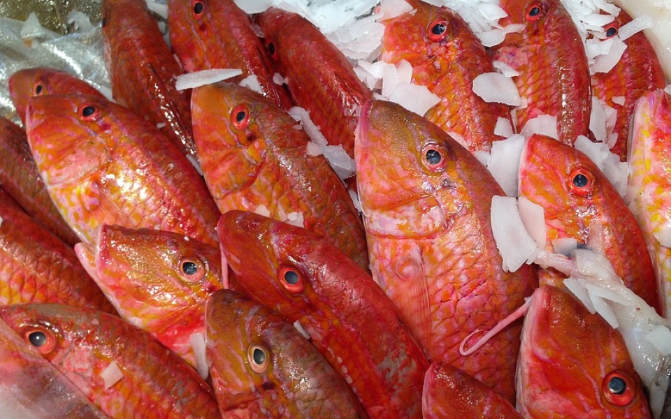 We sell any species of fish from any fishing area